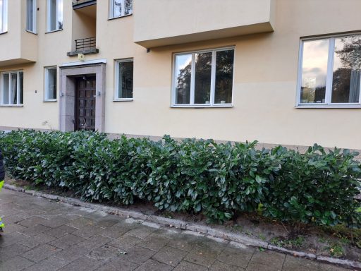 Häckklippning Grön buskage framför en byggnad med fönster och en dörr i bakgrunden.